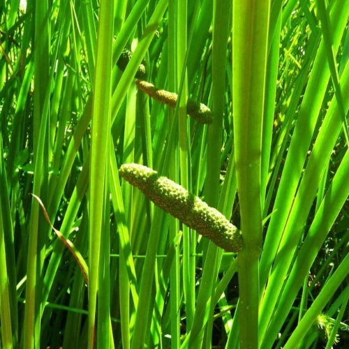Acorus Calamus Root Extract