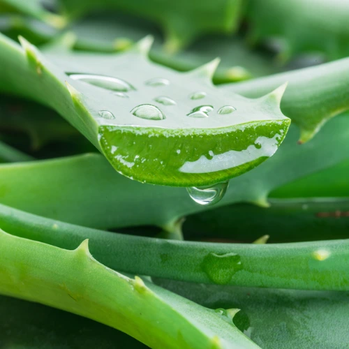 Aloe Barbadensis Leaf Extract