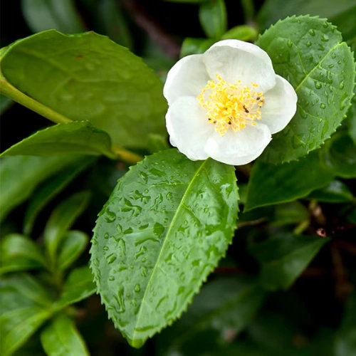 Camellia Sinensis Leaf Extract