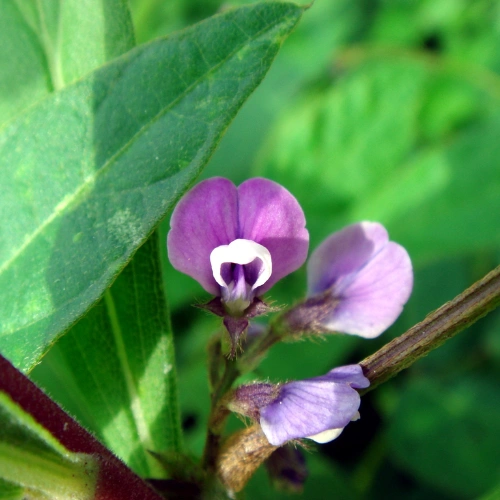 Glycine Soja Oil (Soybean)
