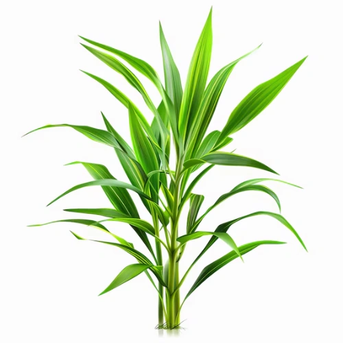 Isohexadecane