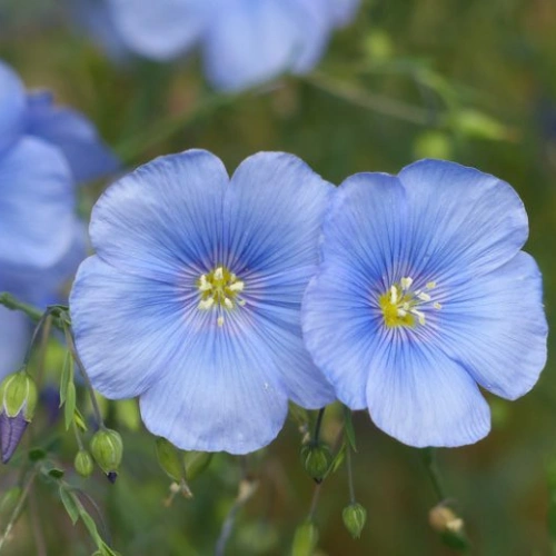 Linum Usitatissimum